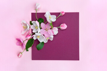 Pink and white flowers apple tree on a dark pink paper card with space for text and pink paper background. Spring flowers. Top view, flat lay