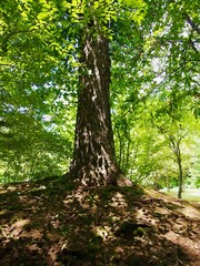夏の森の木漏れ日