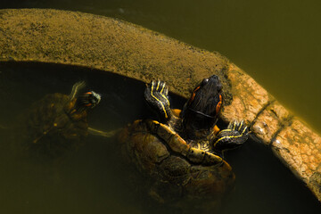 Terrapins floating in the water