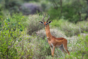 Antilopen im Nationalpark Tsavo Ost, Tsavo West und Amboseli in Kenia