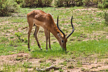 Antilopen im Nationalpark Tsavo Ost, Tsavo West und Amboseli in Kenia