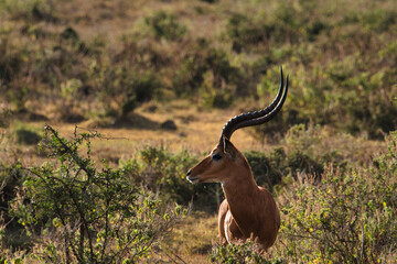 Antilopen im Nationalpark Tsavo Ost, Tsavo West und Amboseli in Kenia