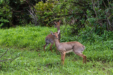 Antilopen im Nationalpark Tsavo Ost, Tsavo West und Amboseli in Kenia