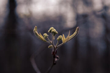 Budding new life of a lilac tree abstractly rendered against a moody background.