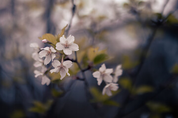 Fresh white blossom of a flowering cherry against a dark and moody background.