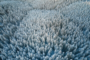 Top down aerial view of snow covered evergreen pine forest after heavy snowfall in winter mountain woods on cold quiet day