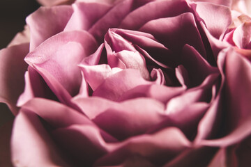 Pink rose with soft focus. Creative abstract, floral background. Copy space