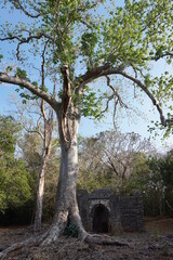 One of the archways of the Gedi ruins in Watamu next to a giant tree