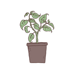 Indoor potted house plant vector outline doodle illustration.