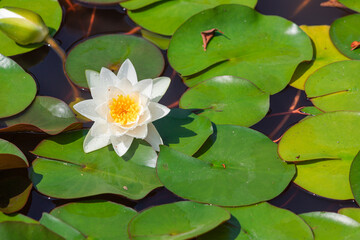 A white water lily blooms in a pond. The concept of purity and romance in nature