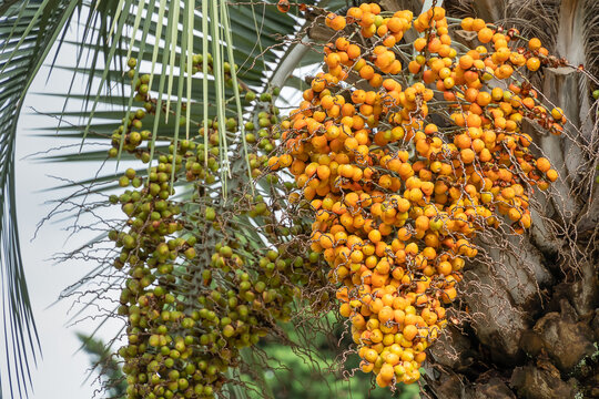 Close-up of yellow and green fruits of the Pindo jelly palm (butia capitata) hanging from a tree