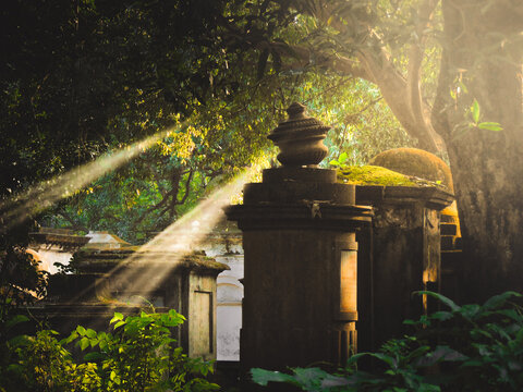 A green garden in the subtle sunlight
