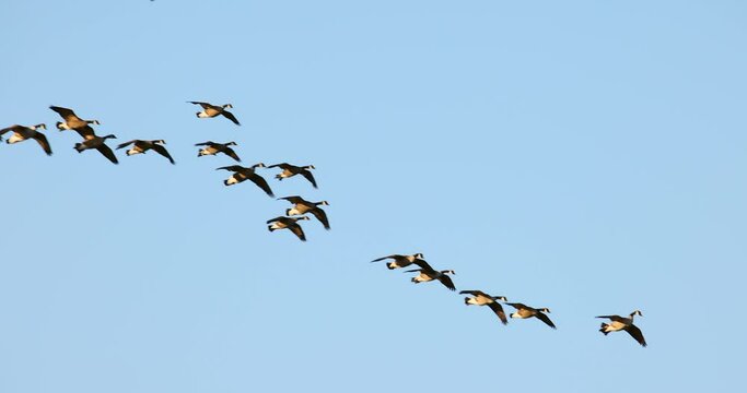 Graceful Canada geese flying, landing in slow motion, filmed in 4K-120fps.
