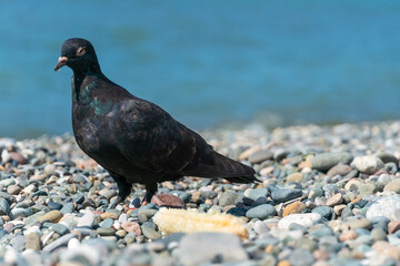 Close-up of a pigeon with corn on a pebble beach by the sea on a sunny day with copy space