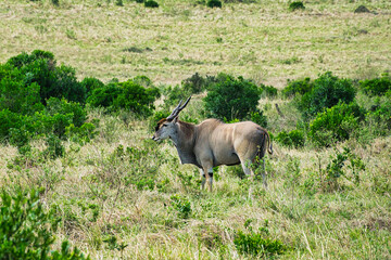 Antilopen im Nationalpark Tsavo Ost, Tsavo West und Amboseli in Kenia