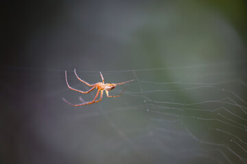 Eine Spinne hängt kopfüber in ihrem Netz.