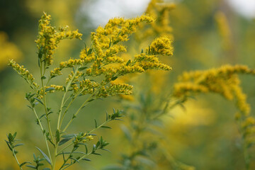 flowers in field