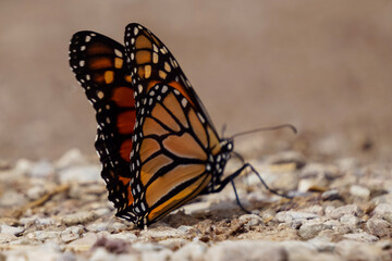 butterfly on the ground © Photos by Hannah