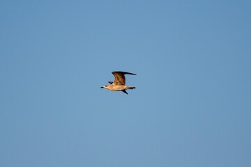 Lonely seagull flying high in the sky