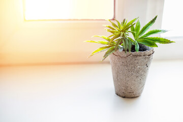 Growing hemp at home in pots of recyclable materials on the windowsill. Sprouts of young spring early hemp with the first leaves of medicinal marijuana.