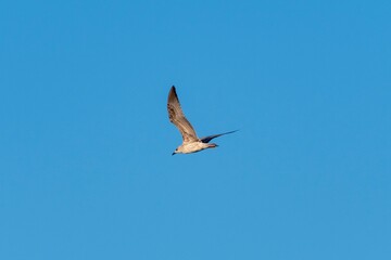 Lonely seagull flying high in the sky