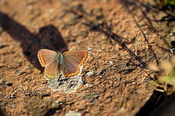 Ein Schmetterling auf einer Wiese. Wunderschöne Schmetterlinge Deutschlands.