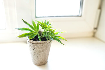 Growing hemp at home in pots of recyclable materials on the windowsill. Sprouts of young spring early hemp 