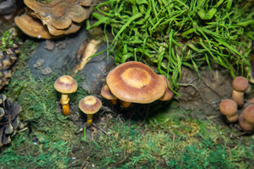 A summer mushroom (Latin Kuehneromyces mutabilis) with a brown cap on a background of dry leaves and green grass. Plants mushrooms nature ecology.