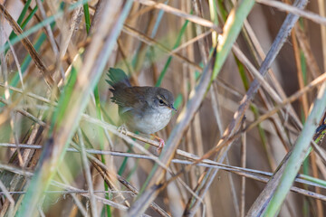 Baikal bush warbler or Baikal grasshopper-warbler or David's bush warbler (Locustella davidi) at Dibru-Saikhowa National Park, Assam, India 