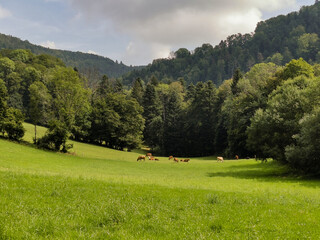 Fototapeta na wymiar Doubs, pâturage dans un grand pré à la frontière de la Suisse
