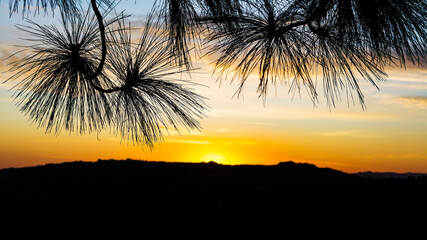 Silhouette of pine needles, Griffith park, Los Angeles