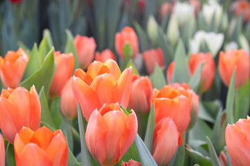 Orange blooming tulips on the background of green garden.