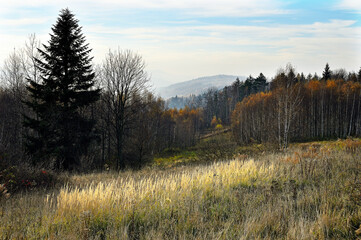 Obraz premium Jesienne barwy na górskim stoku.