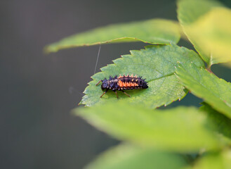 Die Larve eines Marienkäfers, auch Blattlauslöwe auf einem Blatt.
