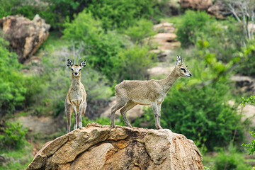 Antilopen im Nationalpark Tsavo Ost, Tsavo West und Amboseli in Kenia