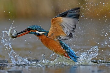 Martin pescatore in emersione