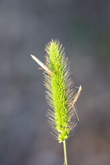 Kleine Insekten ähnlich einer Schrecke oder Windengeistchen.