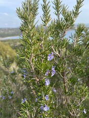 Romarin sauvage Corse