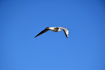 Soaring bird seagull in a bright blue sky without clouds. Bird in the center of the frame