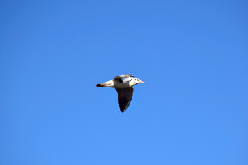 Flying seagull in a bright blue sky without clouds. Bird in the center of the frame