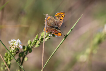 Ein Schmetterling auf einer Wiese. Wunderschöne Schmetterlinge Deutschlands.
