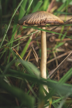 A magical mushroom in the grass of the green forest