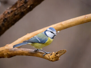 A blue tit sitting on a branch