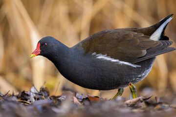 An adult common moorhen looking for food in winter