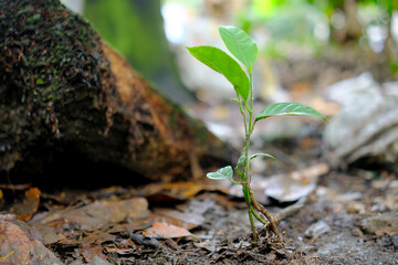 Plants start growing in garden, isolated on blurred background