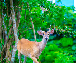 Cautious Deer with small antlers in the U.S. Virgin Islands