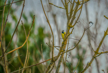 a great tit (Parus major) feeds amongst bare winter branches 