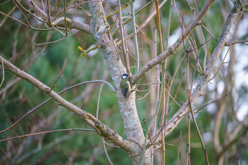 a great tit (Parus major) feeds amongst bare winter branches 