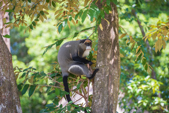 De Brazza's monkey on a tree in nature. Wild african animals