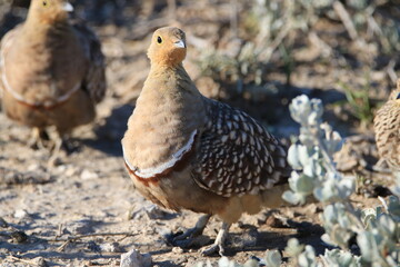 Namaqua Sandgrouse, Etosha